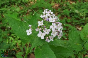 Lunaria rediviva (8)